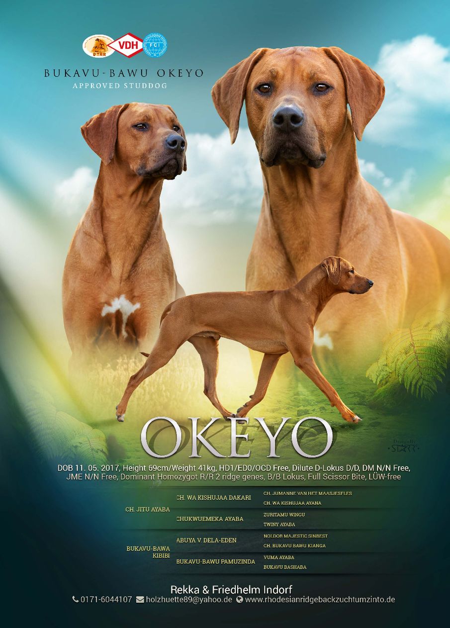 Okeyo hatte 2020 in unserem Kennel mit Runa von Rekkas Holzhütte 9 fehlerfreie Welpen; bei  bagandanews.de hatte er von 10 Welpen 1 Fehler .